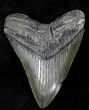 Dark Colored Megalodon Tooth #21732-1